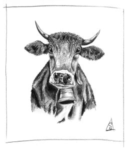 Cow with a bell around its neck, sketch by Stephen Llewelyn.